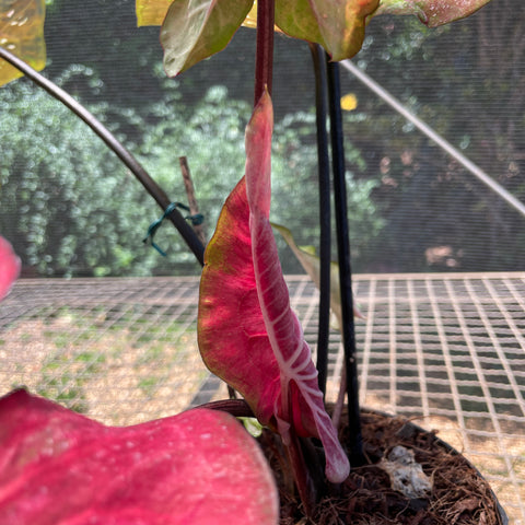 Caladium Especial 03