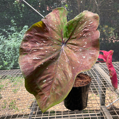 Caladium Especial 03