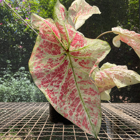 Caladium Especial 04