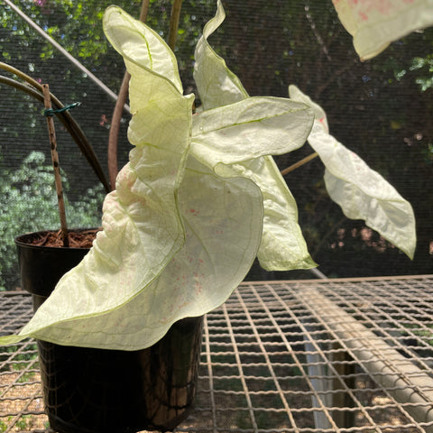 Caladium Especial 04