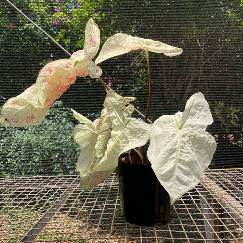 Caladium Especial 04