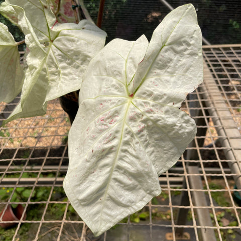 Caladium Especial 04
