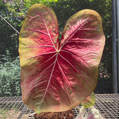 Caladium Especial 05