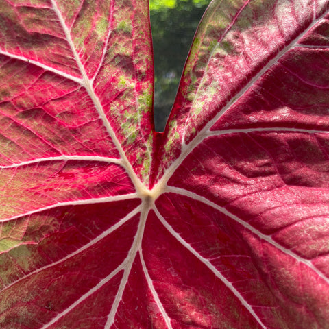 Caladium Especial 05