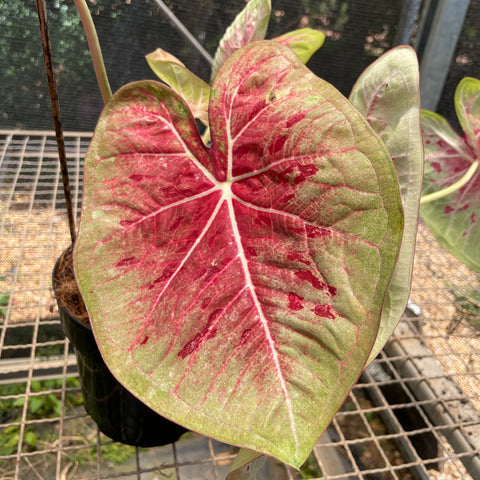 Caladium Especial 05