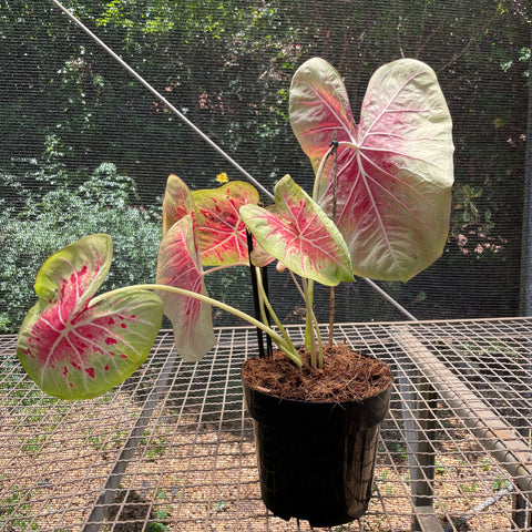 Caladium Especial 05