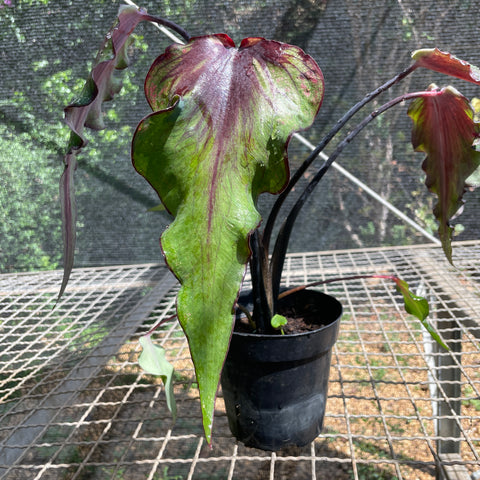 Caladium Lança - 03