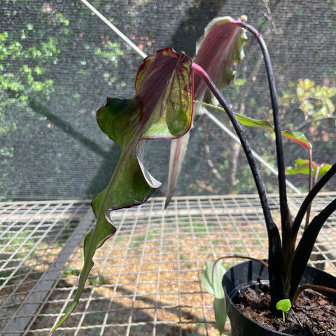 Caladium Lança - 03