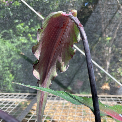 Caladium Lança - 03