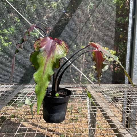 Caladium Lança - 03