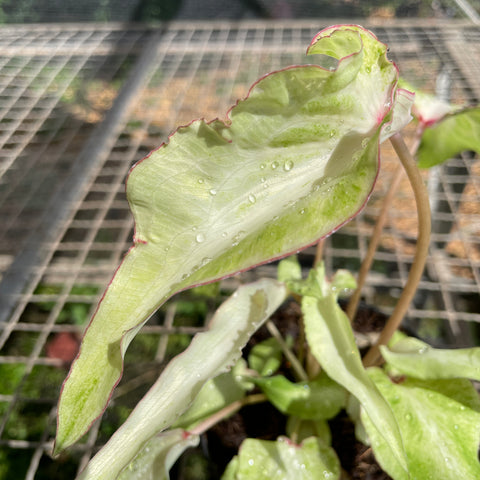 Caladium Lança - 04