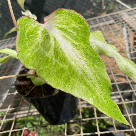 Caladium Lança - 04