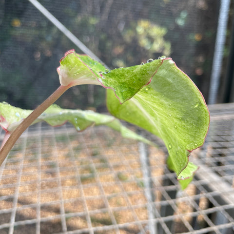Caladium Lança - 04