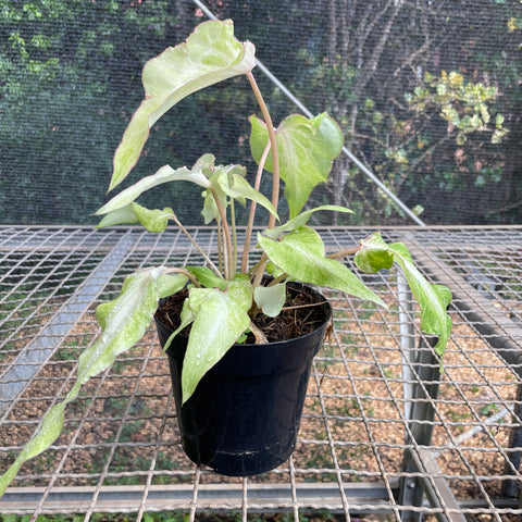 Caladium Lança - 04