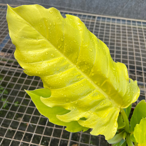 Philodendron Pluto áurea