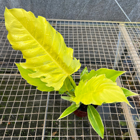 Philodendron Pluto áurea