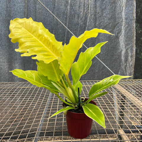 Philodendron Pluto áurea