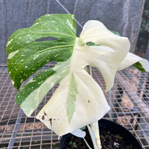Monstera  'Thai constellation' PREMIUM
