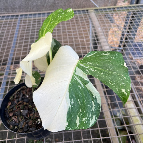 Monstera  'Thai constellation' PREMIUM