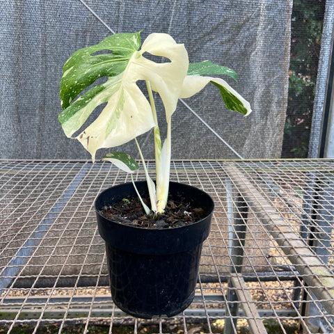 Monstera  'Thai constellation' PREMIUM