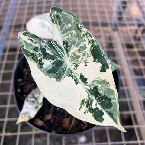 Alocasia 'Frydek'  variegata