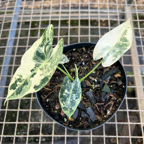 Alocasia 'Frydek'  variegata