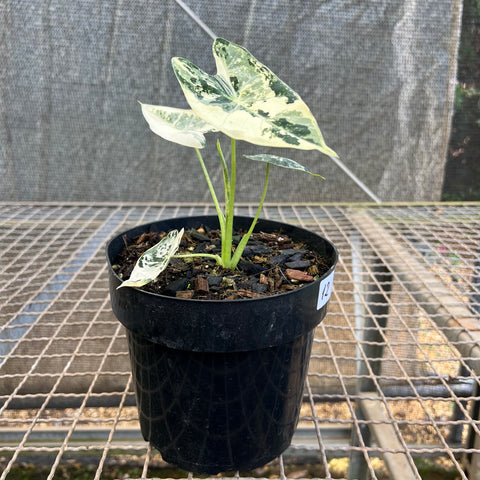 Alocasia 'Frydek'  variegata