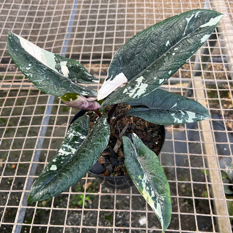 Alocasia scalprum 'variegata'
