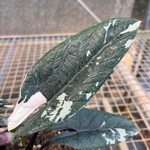 Alocasia scalprum 'variegata'