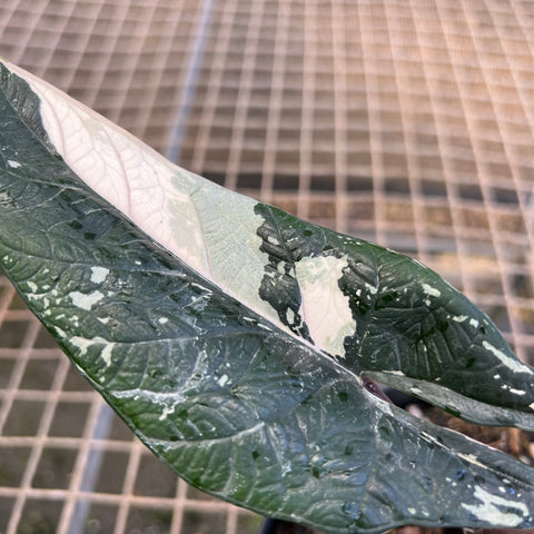 Alocasia scalprum 'variegata'