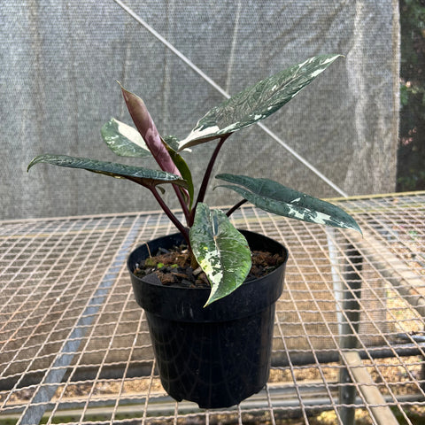Alocasia scalprum 'variegata'