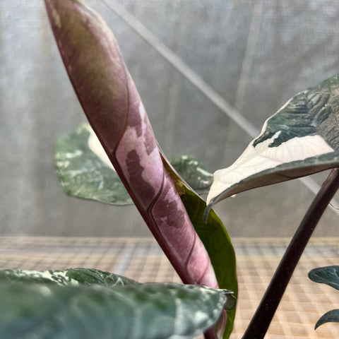 Alocasia scalprum 'variegata'