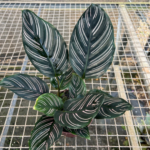 Calathea ornata