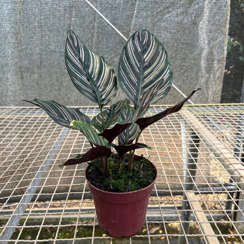 Calathea ornata
