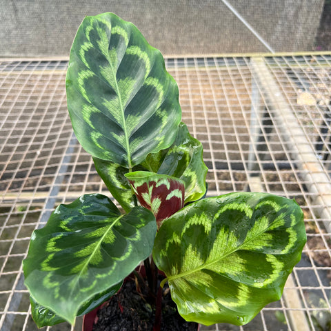 Calathea Veitchiana