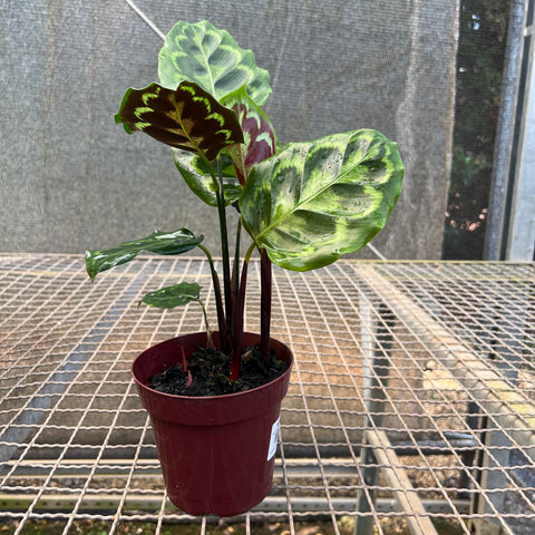 Calathea Veitchiana