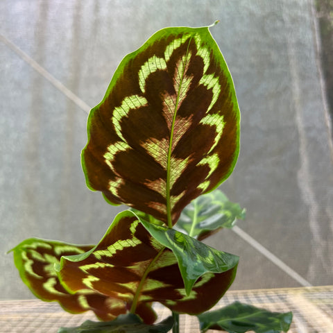 Calathea Veitchiana