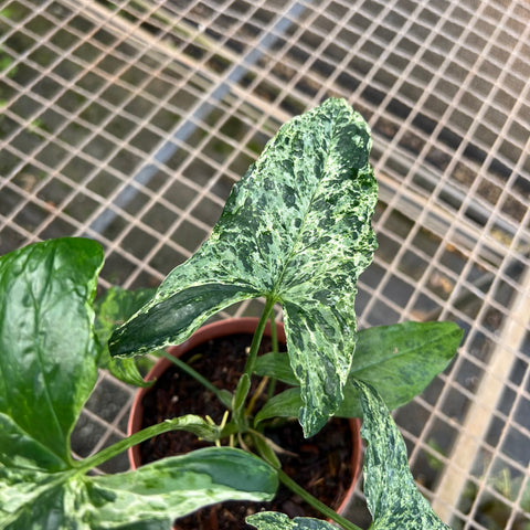 Singônio Mojito