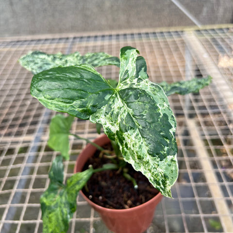 Singônio Mojito