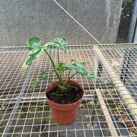Singônio Mojito