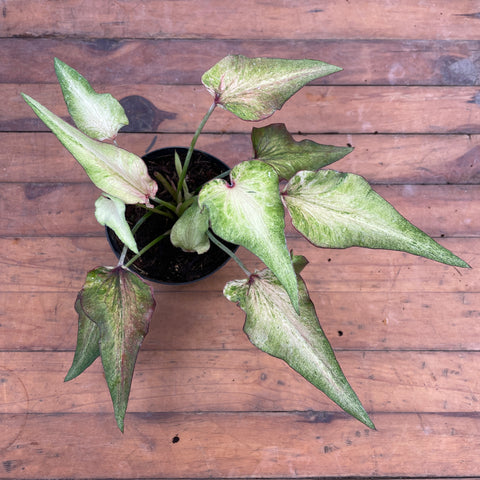 Caladium Lança - 06