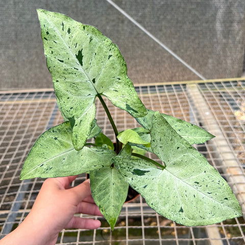 Singônio Green Freckles