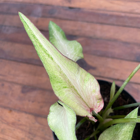 Caladium Lança - 06
