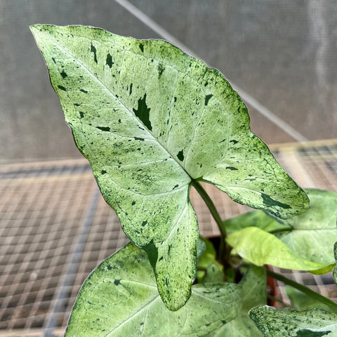 Singônio Green Freckles