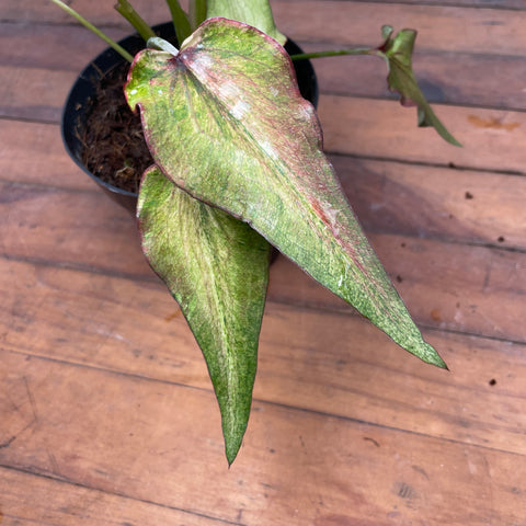 Caladium Lança - 06