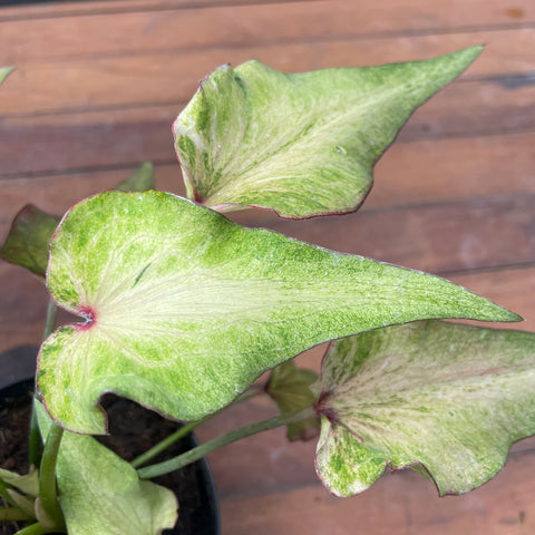 Caladium Lança - 06