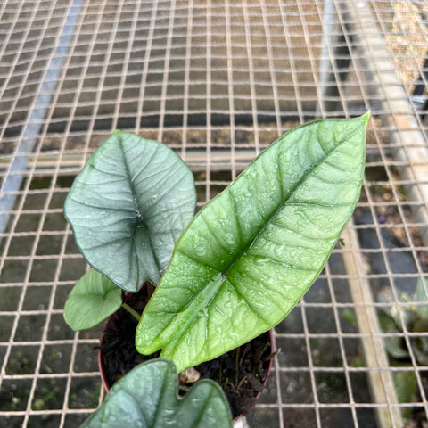 Alocasia Platinum