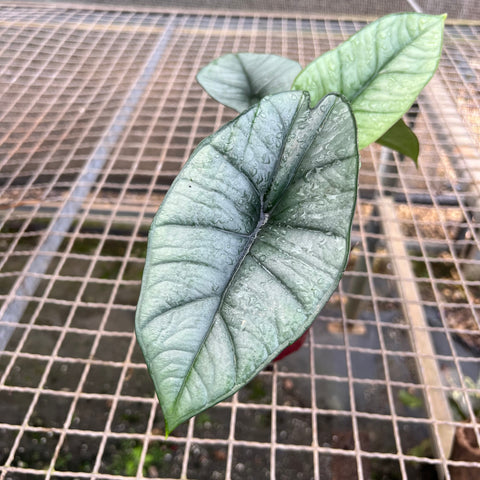 Alocasia Platinum