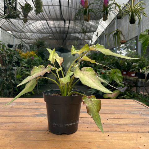 Caladium Lança - 06