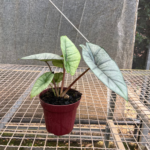 Alocasia Platinum